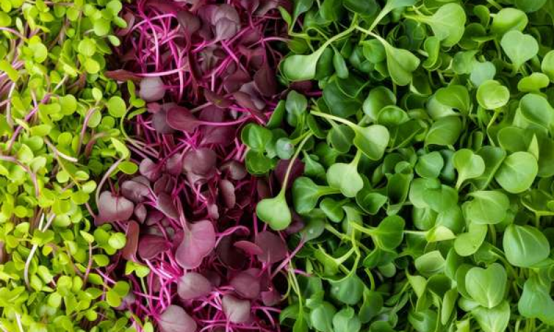 Microgreens