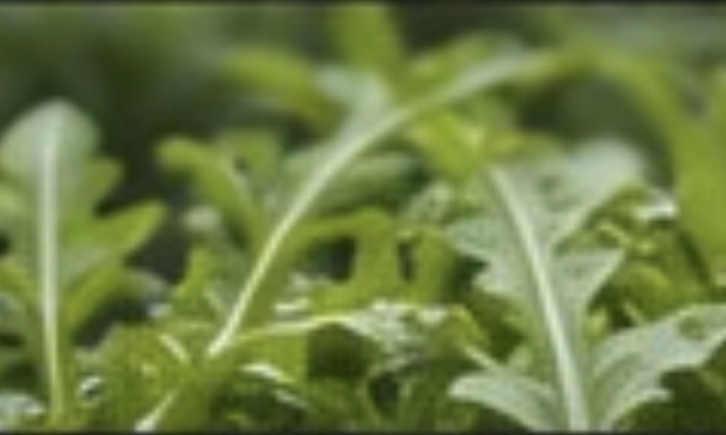 Arugula